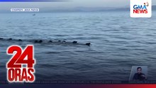 Mga kalabaw, hile-hilerang lumalangoy sa Laguna lake | 24 Oras
