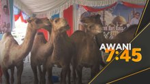 Korban unta, lembu sado meriahkan sambutan Aidiladha