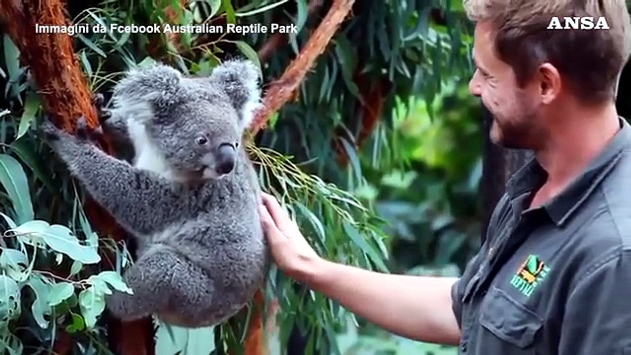 Australia, ecco 'Cenere': e' il primo koala nato dopo gli incendi