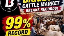 Karachi cattle market brakes record 99% animal sales