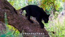 Thailand's Wild Cats 泰国野生大猫