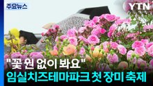 "1년 볼 꽃을 원 없이 봐요"...임실치즈테마파크서 첫 장미 축제 / YTN
