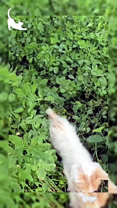 Lost in the jungle! 😹
