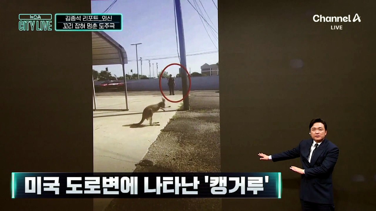 [김종석의 리포트]미국 도로변에 나타난 ‘캥거루’
