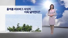 [이슈날씨] 올여름 러브버그 서식지 더욱 넓어진다?...당분간 때 이른 더위 / YTN