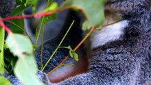 Hace unos 28.000 años existió una especie de koala que desapareció para siempre
