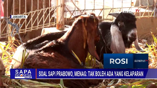 Menag Respons Anggaran 1.098 Sapi Kurban Presiden Prabowo Capai Rp100 Miliar | SAPA MALAM