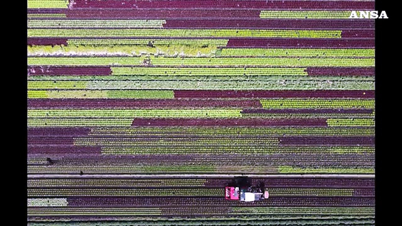Il mondo e' a colori: verde simbolo di armonia