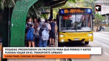 Posadas: presentaron un proyecto para que perros y gatos puedan viajar en el transporte urbano