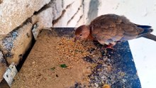 Peaceful Dove Nest Sounds For Relaxation your day