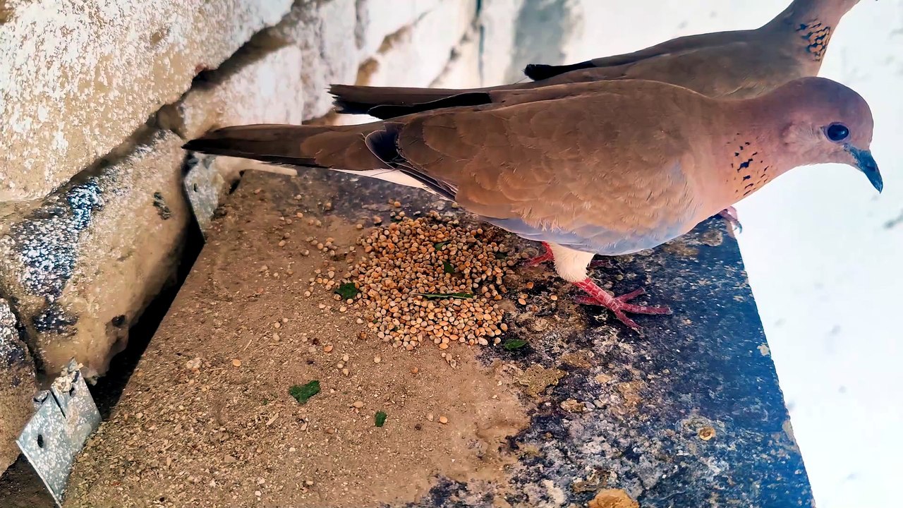 Peaceful Dove Nest Sounds For Relaxation your day