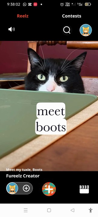 Funny Cat