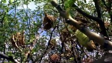 Nature's Biggest Beasts 自然界最大的野兽