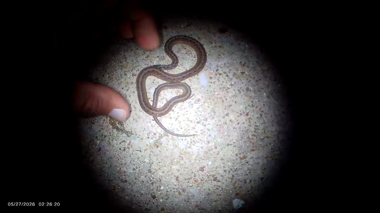 Small Snake at Night  (1/2) (read video description)