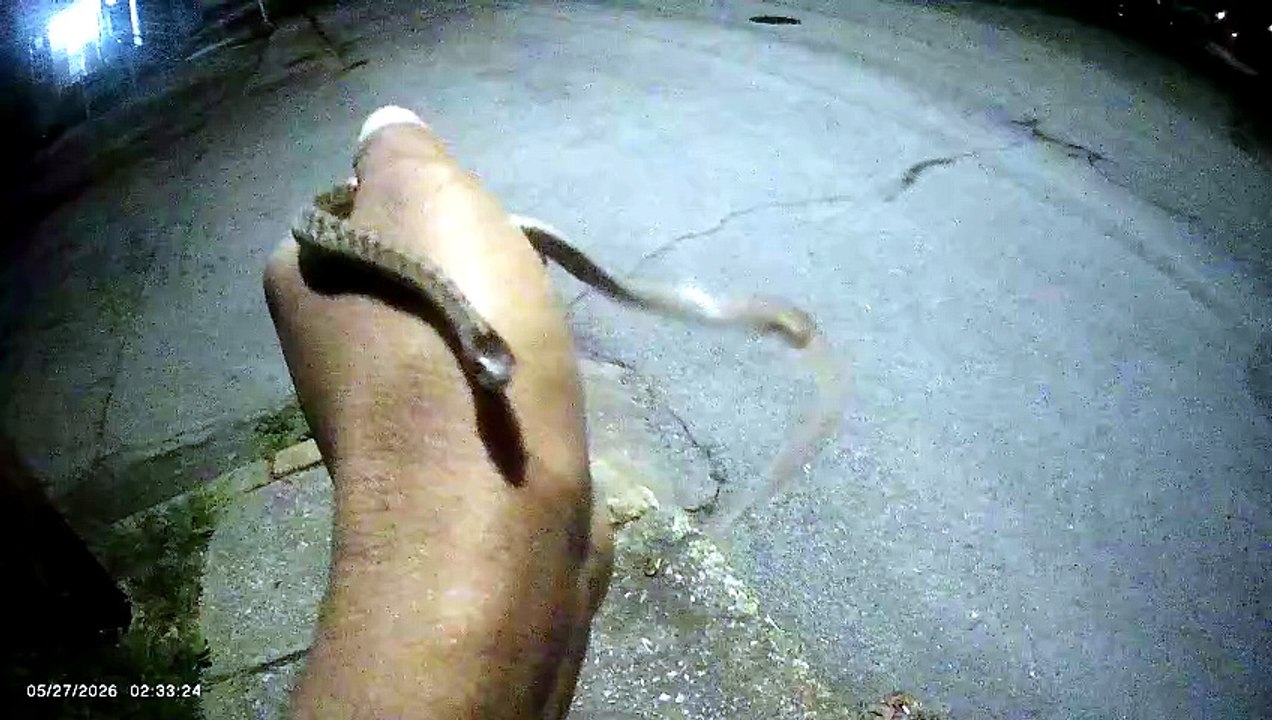 Small Snake at Night (2/2) (read video description)