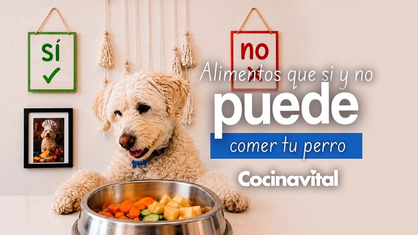 Estos son los alimentos que sí y no pueden comer los perros