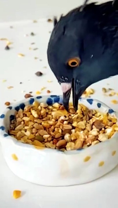 Un pigeon qui trie ses graines au ralenti, comme un vrai expert