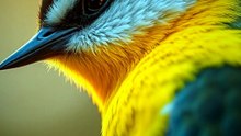 This Bird Practices Singing While It Sleeps