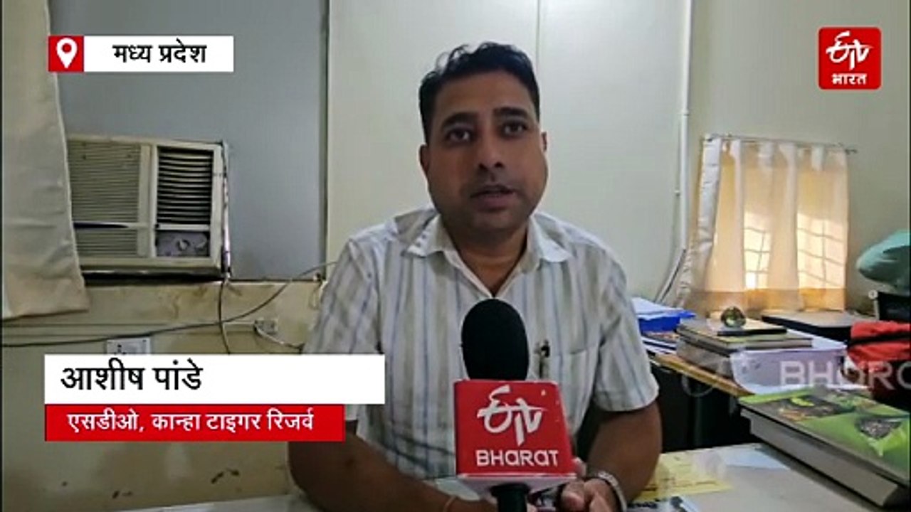 लगातार हो रही टाइगर्स की मौत के बाद बाघों को नया जीवन देने की तैयारी, टाइगर कॉरिडोर से हैं उम्मीदें
