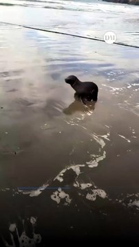Lobo marino bebé fue captado paseando en la orilla del mar