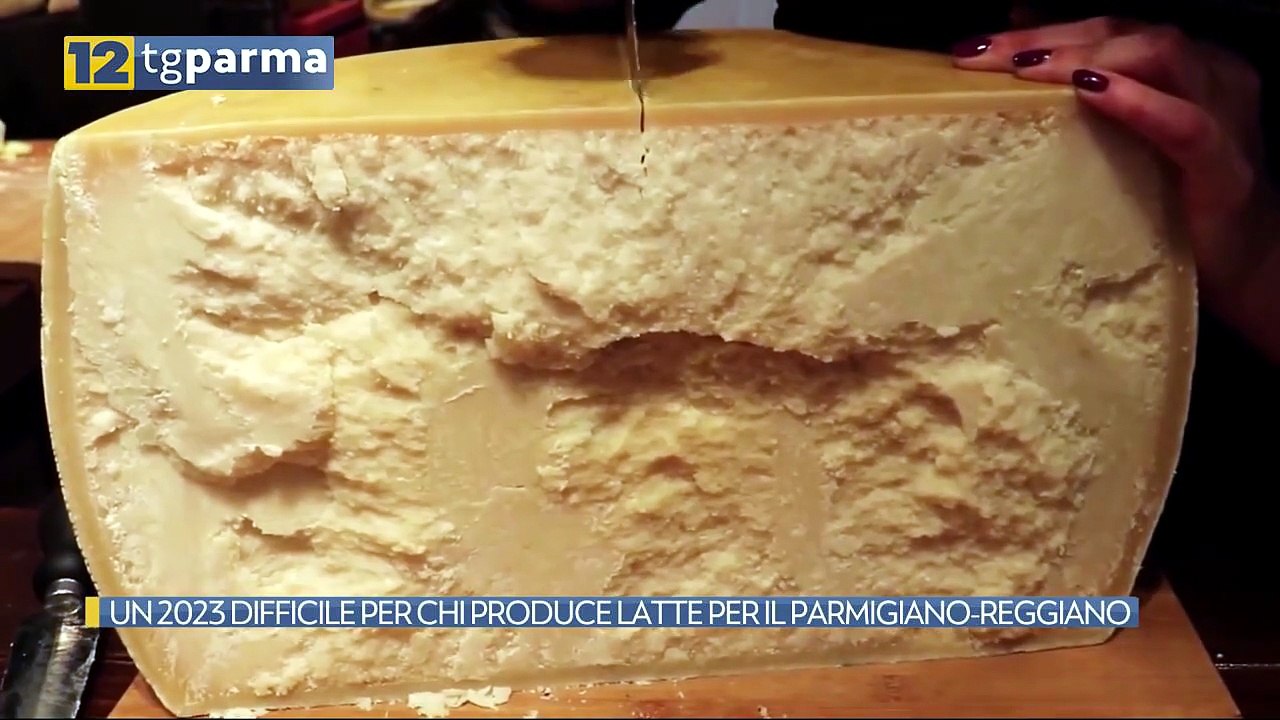 UN 2023 DIFFICILE PER CHI PRODUCE LATTE PER IL PARMIGIANO-REGGIANO | UN 2023 DIFFICILE PER CHI PRODUCE LATTE PER IL PARMIGIANO-REGGIANO