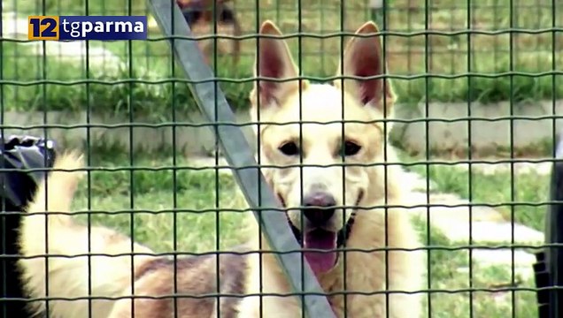 DIVIETO BOTTI DI CAPODANNO TRA RISCHIO SANZIONI E PERICOLI PER GLI ANIMALI | DIVIETO BOTTI DI CAPODANNO TRA RISCHIO SANZIONI E PERICOLI PER GLI ANIMALI