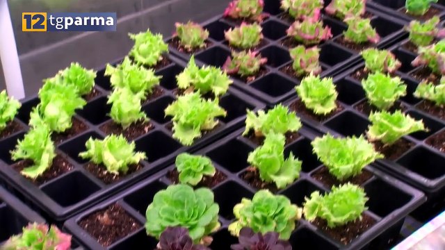 SCUOLE E IMPRESE, AL GADDA UNA NUOVA SERRA VERSO LA FARM ACADEMY | SCUOLE E IMPRESE, AL GADDA UNA NUOVA SERRA VERSO LA FARM ACADEMY