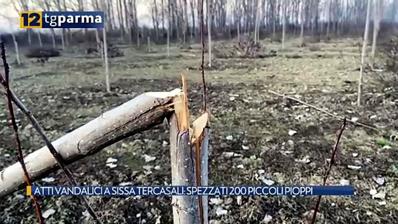 ATTI VANDALICI A SISSA TERCASALI: SPEZZATI 200 PICCOLI PIOPPI | ATTI VANDALICI A SISSA TERCASALI: SPEZZATI 200 PICCOLI PIOPPI