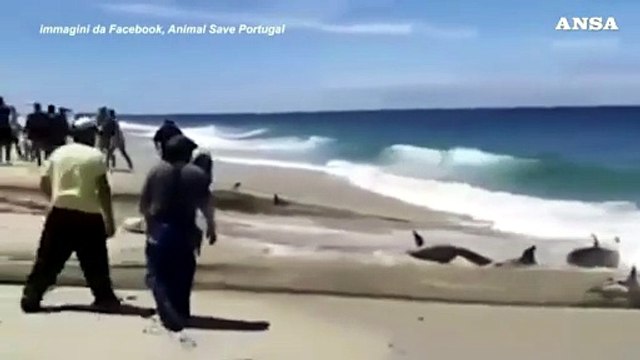 Portogallo, reti di pescatori trascinano a riva delfini impigliati