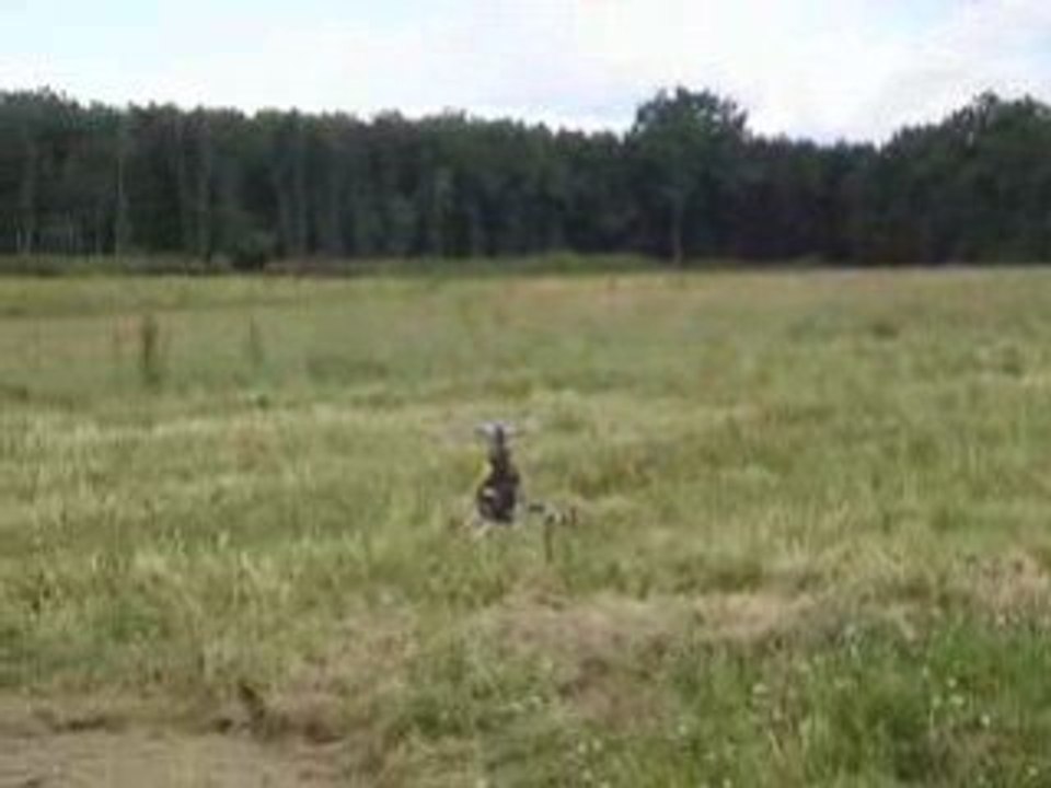 Desmo#4 en vol... Le Looping !