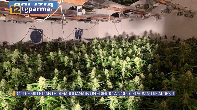 OLTRE MILLE PIANTE DI MARIJUANA IN UN EDIFICIO A NORD DI PARMA: TRE ARRESTI | OLTRE MILLE PIANTE DI MARIJUANA IN UN EDIFICIO A NORD DI PARMA: TRE ARRESTI