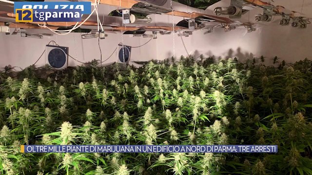 OLTRE MILLE PIANTE DI MARIJUANA IN UN EDIFICIO A NORD DI PARMA: TRE ARRESTI | OLTRE MILLE PIANTE DI MARIJUANA IN UN EDIFICIO A NORD DI PARMA: TRE ARRESTI
