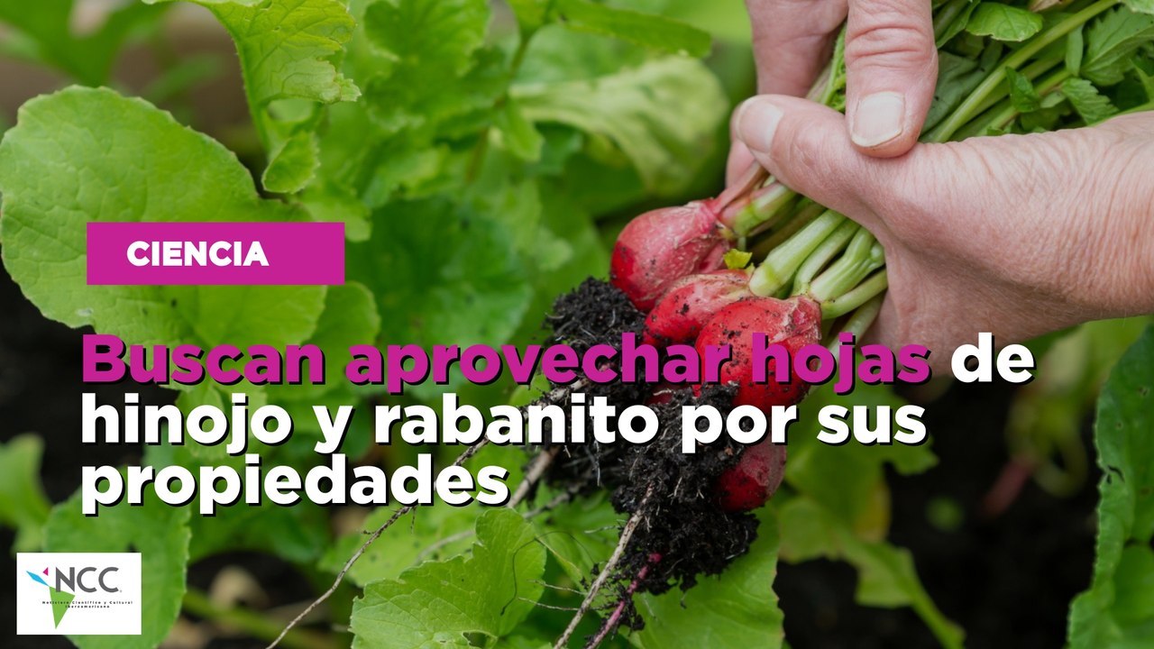 Buscan aprovechar hojas de hinojo y rabanito por sus propiedades