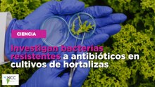 Investigan bacterias resistentes a antibióticos en cultivos de hortalizas
