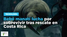 Bebé manatí lucha por sobrevivir tras rescate en Costa Rica