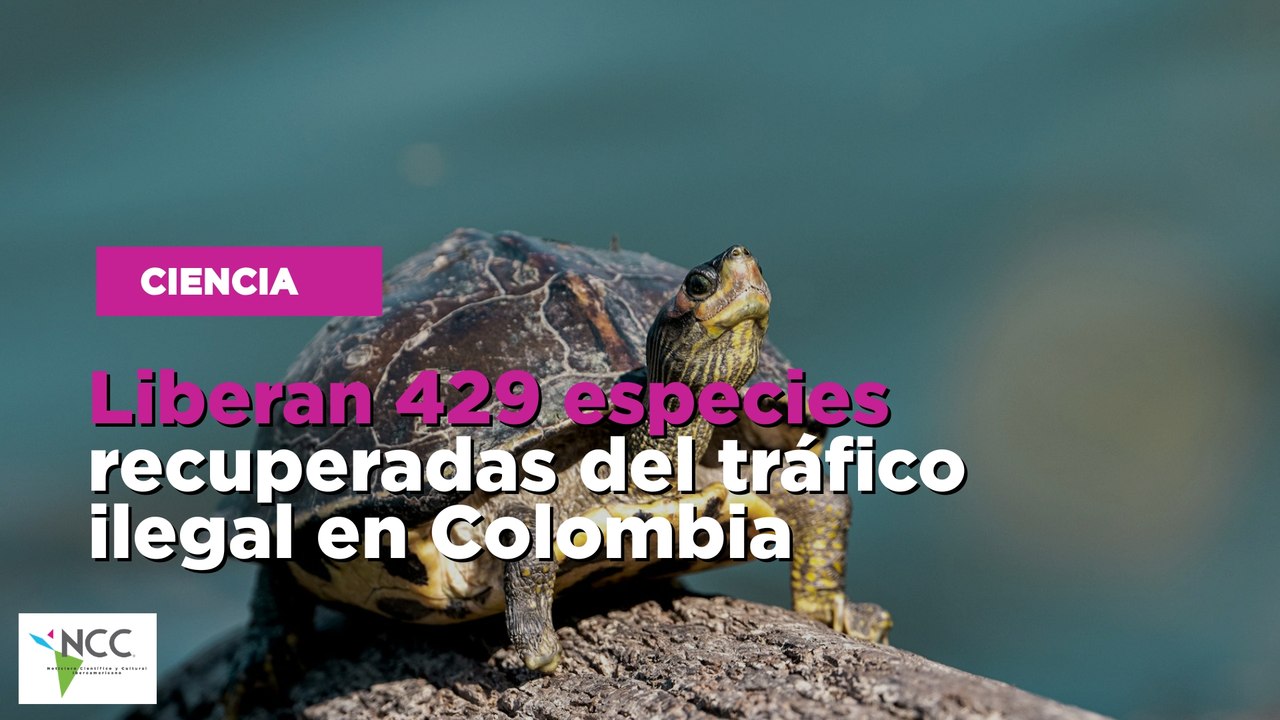 Liberan 429 especies recuperadas del tráfico ilegal en Colombia