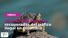 Liberan 429 especies recuperadas del tráfico ilegal en Colombia