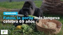 Fatou, la gorila más longeva celebra 69 años