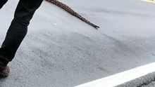 Motorista flagra cobra gigante atravessando via no litoral da Bahia; veja