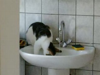 trop soif le chat.........