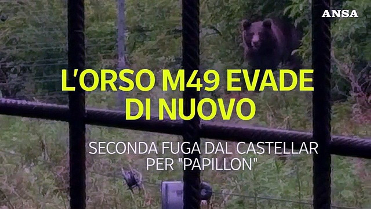 L'orso M49 evade di nuovo