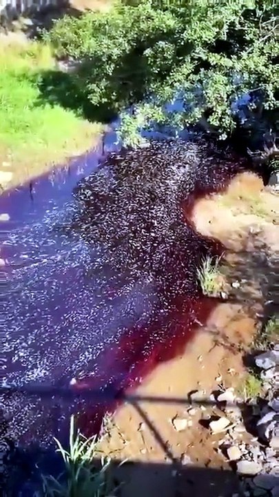 Gebze kırsalında bayram sonrası isyan: Dere kan kırmızısına döndü