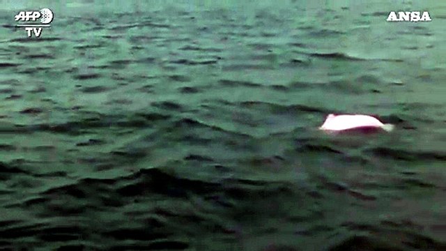 Hong Kong, avvistato raro esemplare di delfino rosa