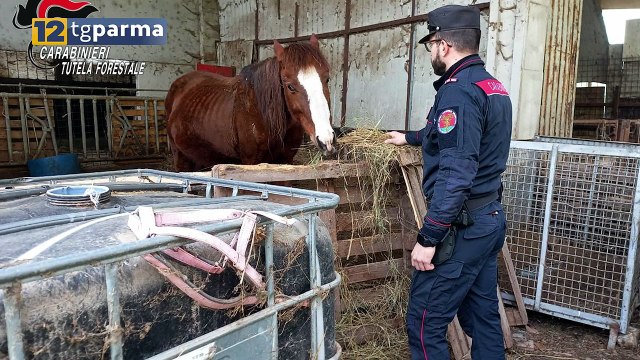 VARANO MELEGARI: ANIMALI MALTRATTATI IN UN'AZIENDA AGRICOLA | VARANO MELEGARI: ANIMALI MALTRATTATI IN UN'AZIENDA AGRICOLA
