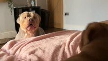 Dog comforts new pup after inadvertently scaring her with his bark