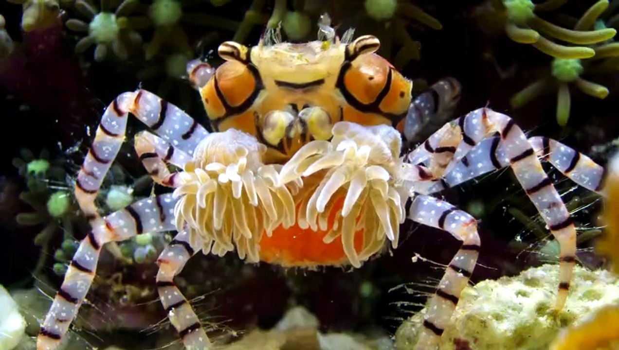 Nature S44E10 Episode 10 Engsub