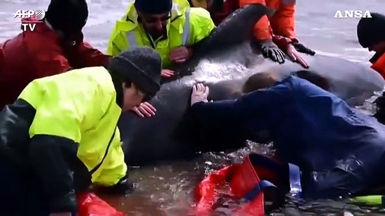 Tasmania, non cessa il fenomeno delle balene spiaggiate