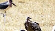 Incredible Vultures and Marabou Stork Feeding on Carcass in African Savanna