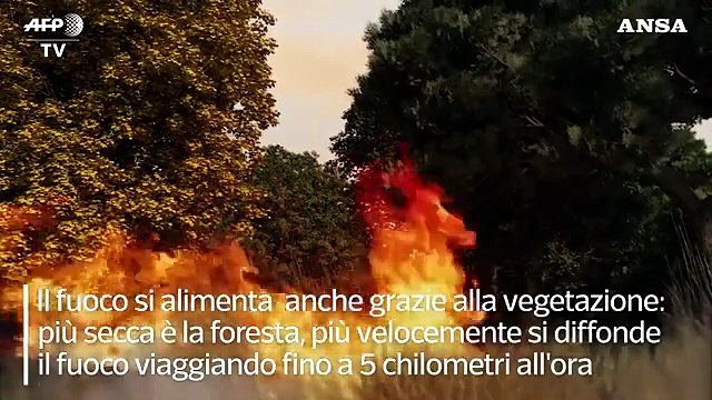 Foreste a rischio: la minaccia degli incendi