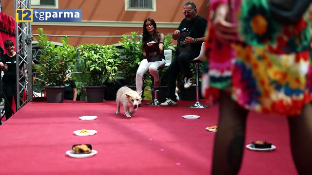 TRE SABATI ENTUSIASMANTI ALLA GALLERIA CON IL THE GREAT DOG SHOW | TRE SABATI ENTUSIASMANTI ALLA GALLERIA CON IL THE GREAT DOG SHOW